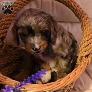 Banjo, Cavapoo Puppy